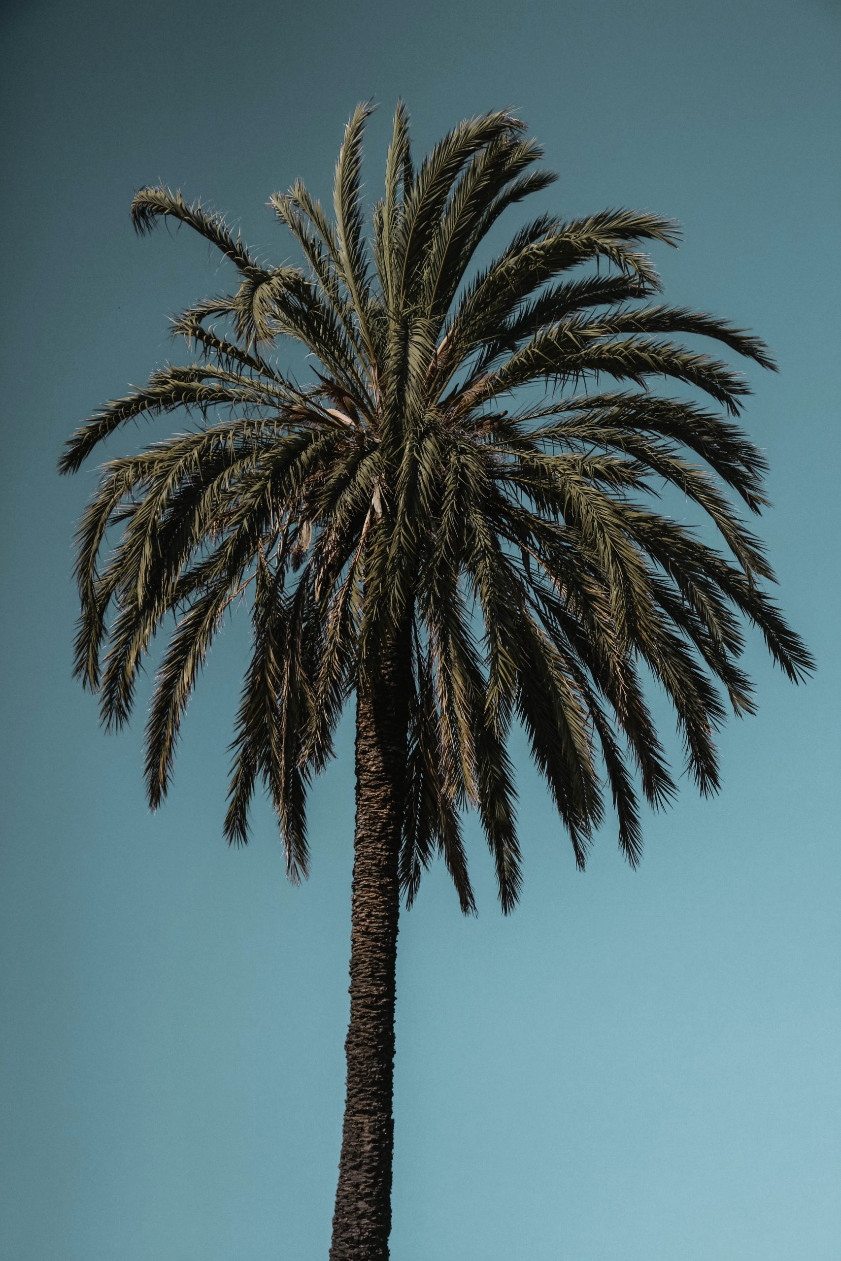 radgivning-i-spanien-palm